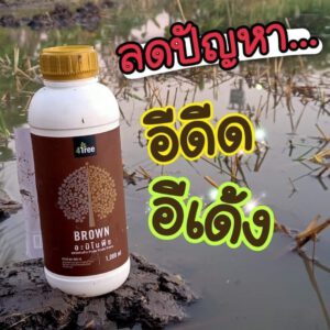 กำจัดข้าวดีด ข้าวเด้ง