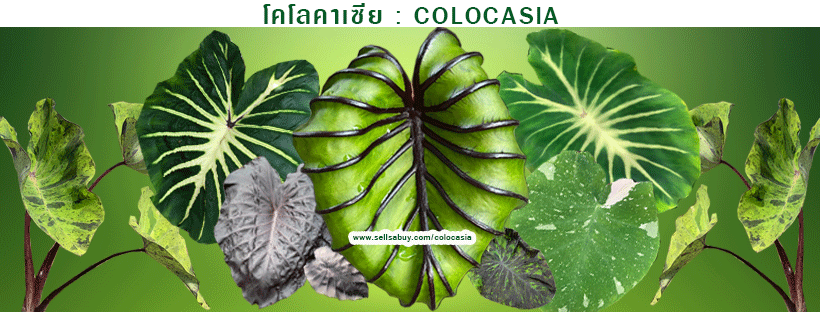 จำหน่าย ขายโคโลคาเซีย colocasia