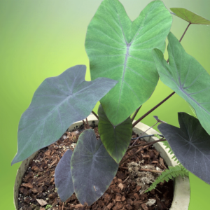 colocasia-black-magic-var.-กลาย