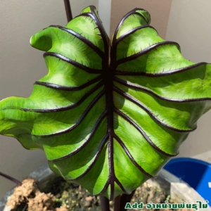 01.โคโลคาเซีย-หน้ากากฟาโรห์-Colocasia-Pharaoh's-Mask-ใบ