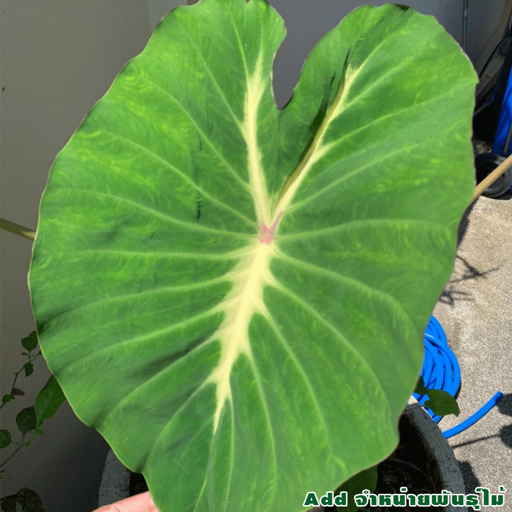07.โคโลคาเซีย-แนนซี่-Colocasia-Nancy's-Revenge-ใบ