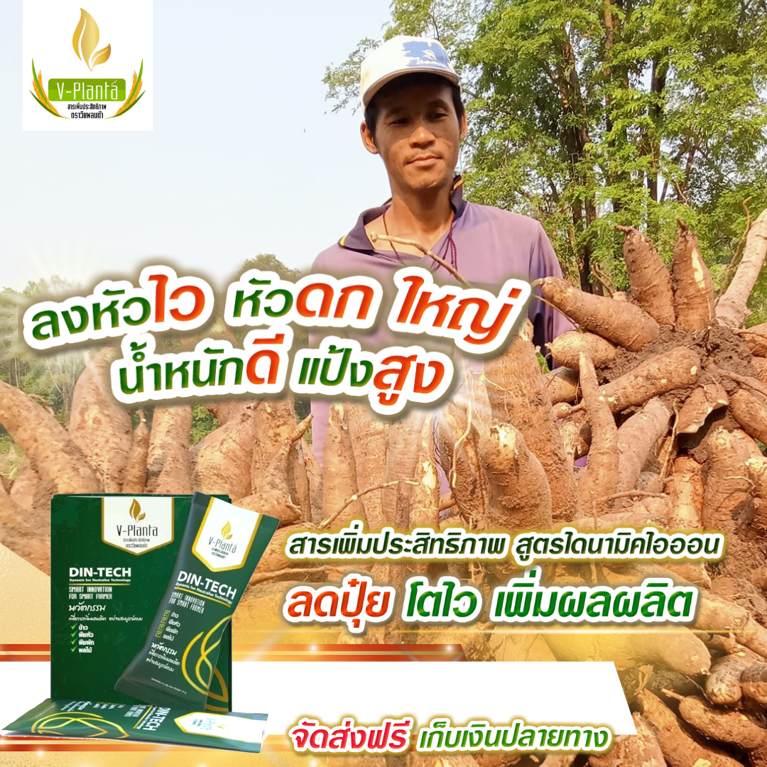 V-Planta กับ มันสำปะหลัง