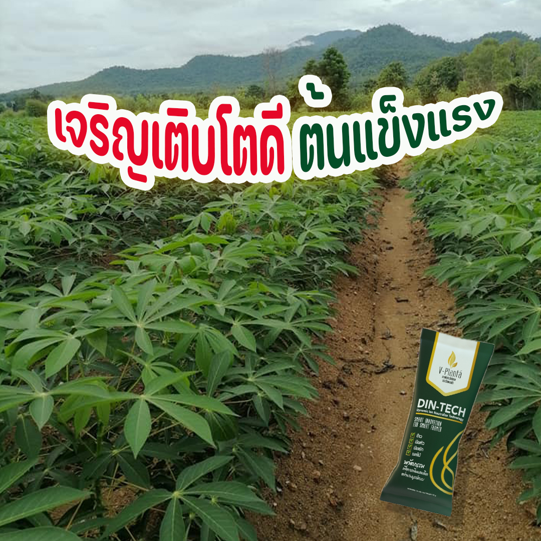 วีแพลนต้า-ใช้กับมันสำปะหลัง-เจริญเติบโตดี