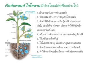 ประโยชน์ของเวิลด์แพลนท์ ไคโตซาน ในชุดคู่หูมหัศจรรย์