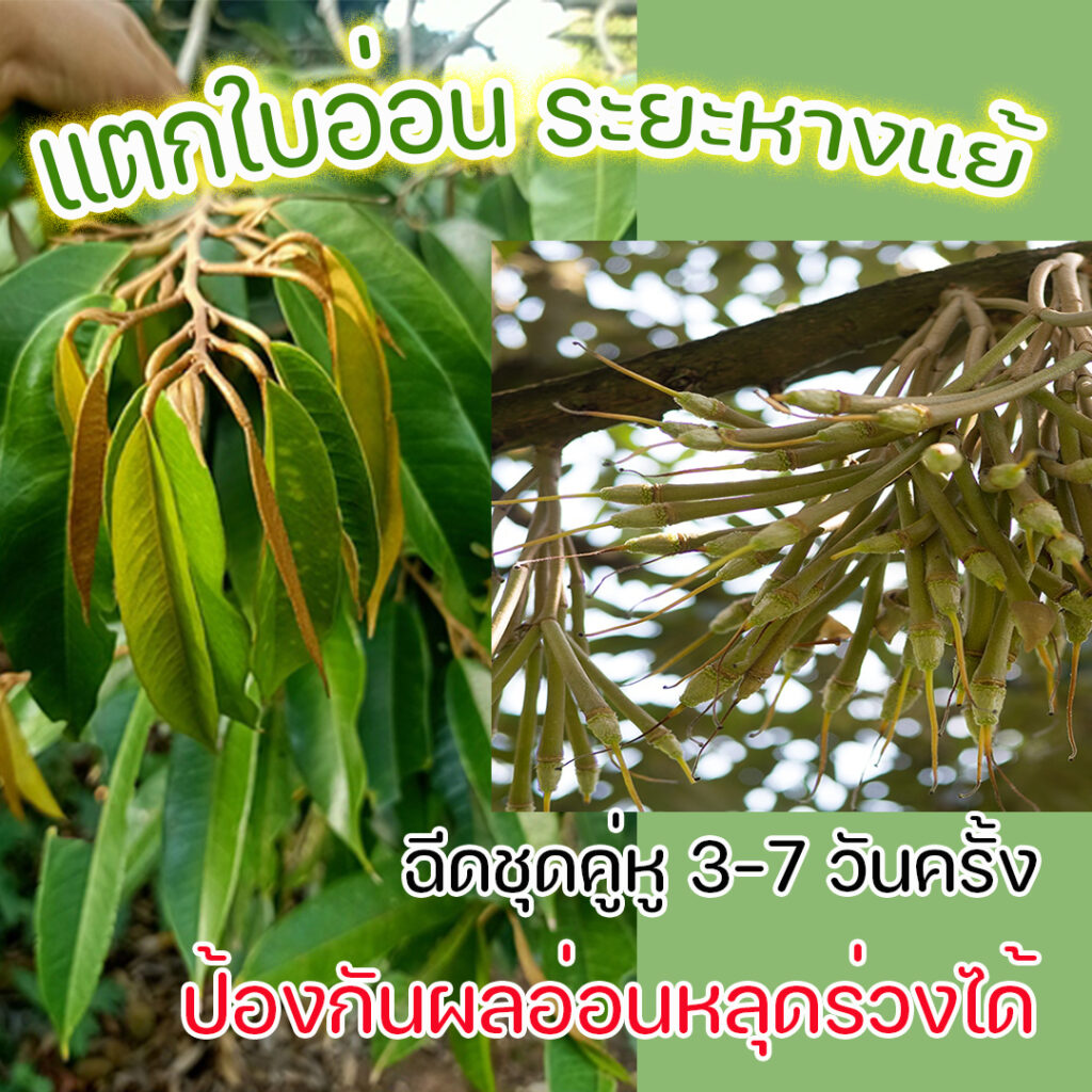 รวมกัน 93+ ภาพพื้นหลัง พืชแตกใบอ่อนช้า ยอดอ่อนและดอกหงิกงอ ใบม้วนงอ แสดงว่าพืชขาดธาตุอาหารชนิดใด คมชัด รวมกัน 93+ ภาพพื้นหลัง พืชแตกใบอ่อนช้า ยอดอ่อนและดอกหงิกงอ ใบม้วนงอ แสดงว่าพืชขาดธาตุอาหารชนิดใด คมชัด